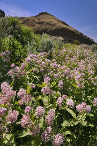 USA, Oregon Milkweed and cliff